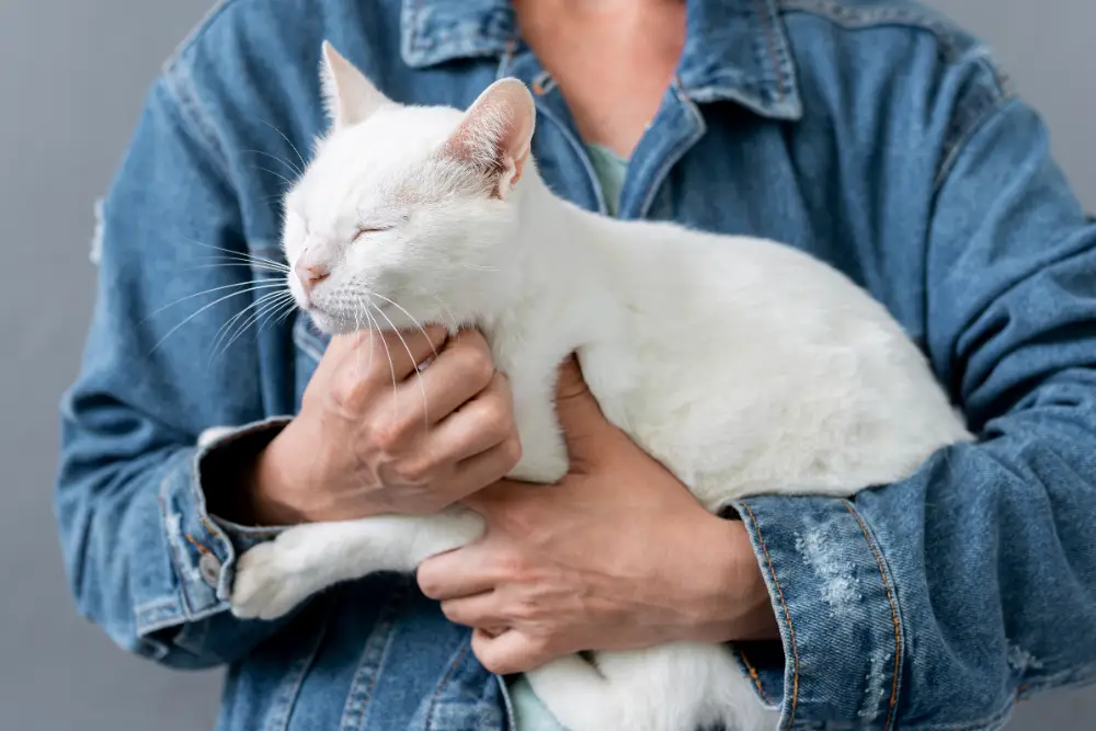 chat blanc dans les bras calin content ronronnement