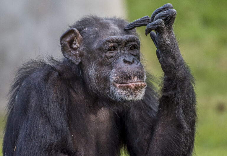 Chimpanzé âgé au visage expressif, un doigt posé sur le front comme s'il réfléchissait, sur fond de verdure