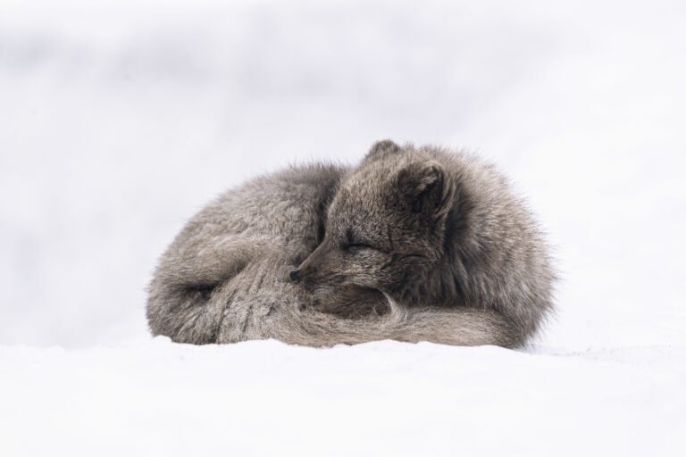 Renard polaire au pelage gris épais, roulé en boule et les yeux fermés, couché sur la neige