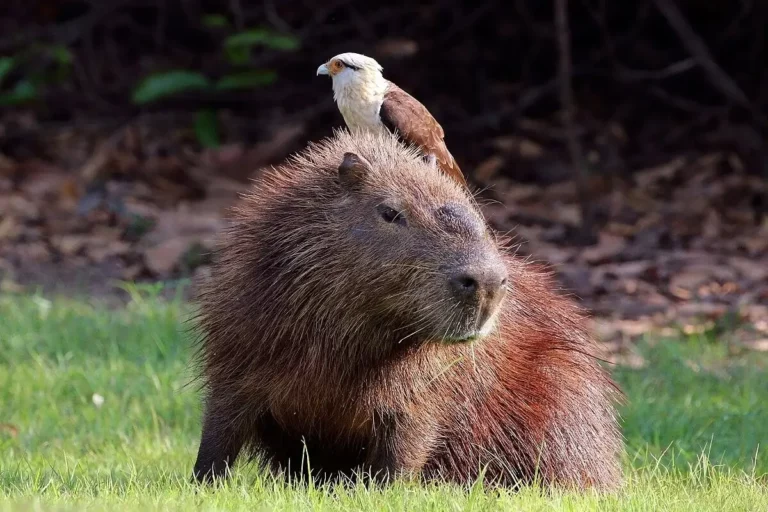 Capybara au pelage brun roux assis dans l'herbe, avec un caracara à tête jaune, un rapace d'Amérique du Sud, perché sur son dos