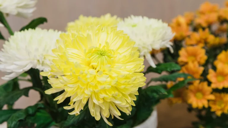 Gros plan sur un chrysanthème jaune pâle entouré de chrysanthèmes blancs, avec des fleurs orange floues à l'arrière-plan