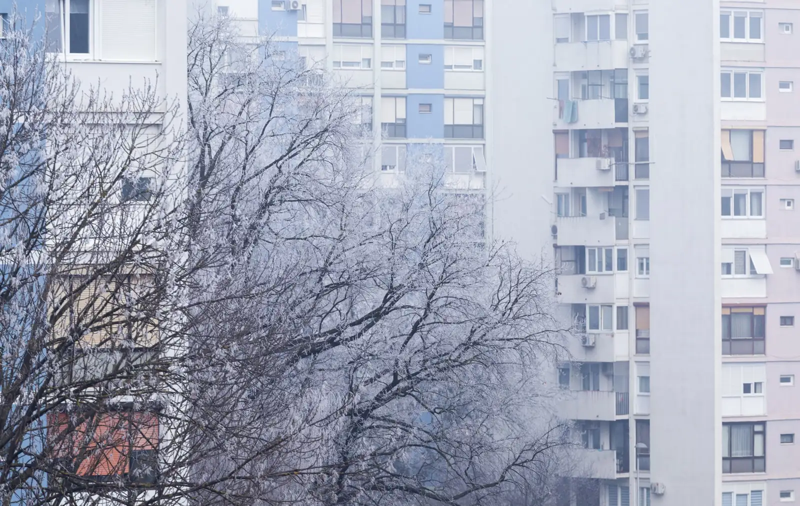 Arbres couverts de givre devant des immeubles d'habitation de plusieurs étages, dans une lumière blanche d'hiver